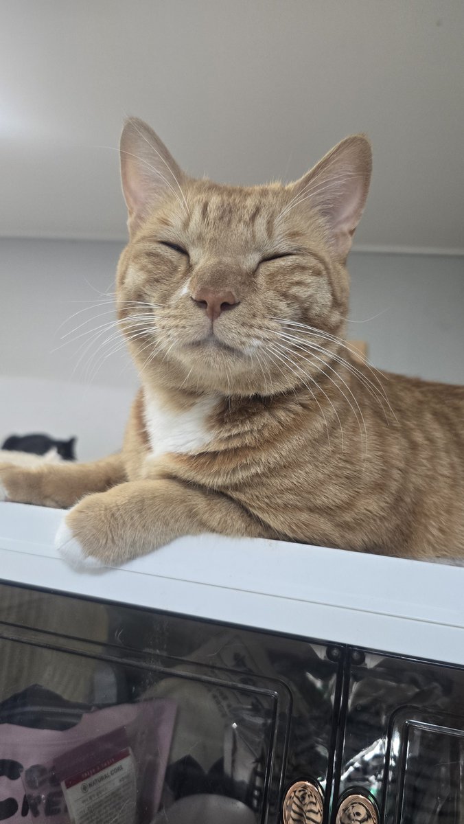 Ijh_world's tweet photo. @dlwnsghek 20260711
길냥이와동고동락 쉼터 현장봉사

💛🐈‍⬛🐈 https://t.co/otDkhzjhpZ