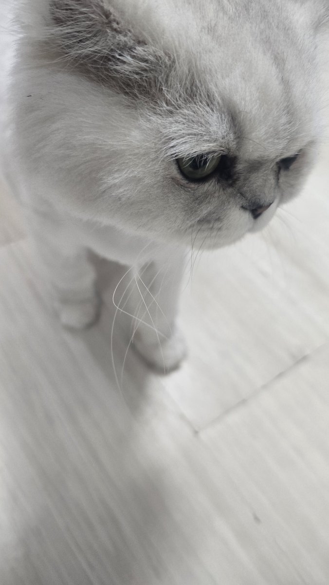Ijh_world's tweet photo. @dlwnsghek 20260711
길냥이와동고동락 쉼터 현장봉사

💛🐈‍⬛🐈 https://t.co/otDkhzjhpZ