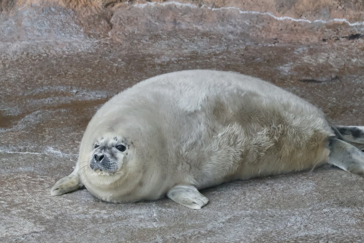 きなこ