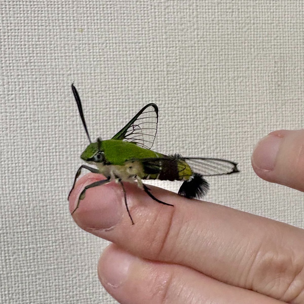 HAMADAYOSHIAKI's tweet photo. 指に乗ると羽根の振動を感じる。元気に羽ばたいて行きました。
#オオスカシバ https://t.co/qm707f9fcV