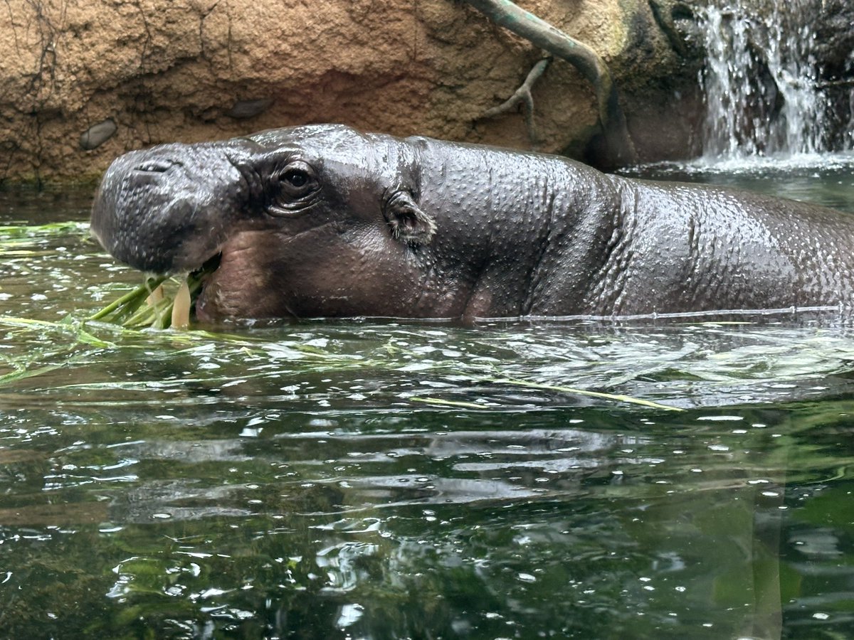 For_Mirrodin's tweet photo. コビトカバ　森に棲む小さなカバ
夜行性で群れをなさず絶滅危惧種に指定されている
ナイルカバと違い目や鼻があまり出ていない為、水中ではなく主に森の中にいる
非常に小さく200キロほどの体重でツルツルとした皮膚
新鮮なナスビみたい https://t.co/R304COSeSa