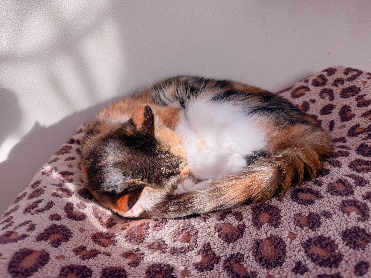 Post by あめちゃん🐱 on X: 🐱