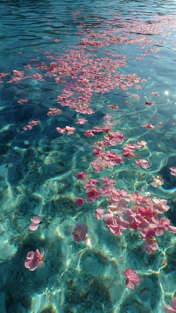 Pure_naturess's tweet photo. Floating Flowers https://t.co/gqgCSkUoyt