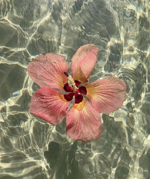Pure_naturess's tweet photo. Floating Flowers https://t.co/gqgCSkUoyt