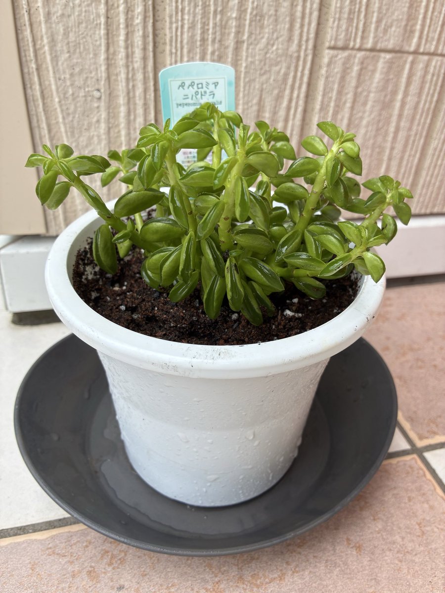 ff14_silvia's tweet photo. ペペロニアニパドラの植え替えした🌱"(∩>ω<∩)" https://t.co/Kom7G5oDDA
