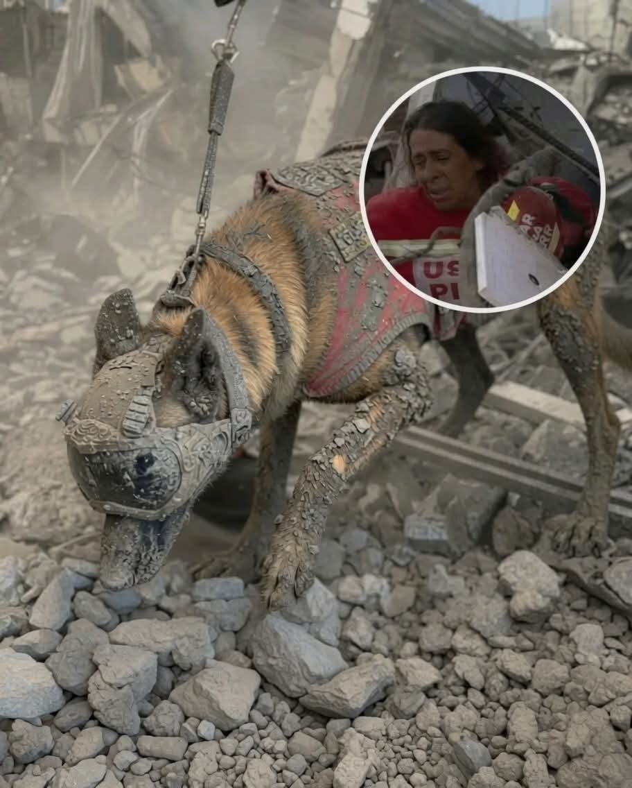 Mr_Husky1's tweet photo. Among the hundreds of rescue dogs deployed to Venezuela after the devastating earthquakes, one four-legged heroine has made Peru incredibly proud. 🐕‍🦺❤️🇻🇪
She is called Kayra.

Kayra is a 4-year-old Belgian Malinois with Peru's Urban Search and Rescue (USAR) Fire Department. Trained to detect human scent beneath collapsed structures, she became one of the silent heroes working tirelessly in Venezuela after the devastating double earthquakes.

Amid the endless piles of shattered concrete in La Guaira, Kayra and her handler, Lieutenant Daniel Herrera, searched inch by inch, hoping to find signs of life beneath the rubble.

Then Kayra suddenly stopped.

She sniffed the ground repeatedly, scratched at the debris, and gave the unmistakable signal that someone was still alive below.

Trusting his four-legged partner, Herrera immediately directed the rescue team to begin digging.

After hours of careful and exhausting work, rescuers pulled 60-year-old Belkys Barreto alive from the collapsed building after she had spent nearly three days trapped beneath the rubble.

It became one of the many rescues that brought hope amid a disaster that claimed thousands of lives.

But Kayra's work didn't end there.

She continued moving from one disaster site to another, searching through dust, extreme heat, and unstable ruins, because for a rescue dog, every new scent could mean another person waiting to be found.

Dogs like Kayra don't understand fame.

They don't know the world is calling them heroes.

They simply know that when their handler walks toward the rubble...

They follow.

Because that's what they were born to do.

Thank you, Kayra.

And thank you to every search-and-rescue dog using an extraordinary nose, unwavering courage, and unconditional loyalty to bring hope back to places where hope seems lost.

Sometimes, heroes don't need words.

Sometimes...

They simply stop, lower their nose to the ground, and lead rescuers to another life waiting to be saved. ❤️