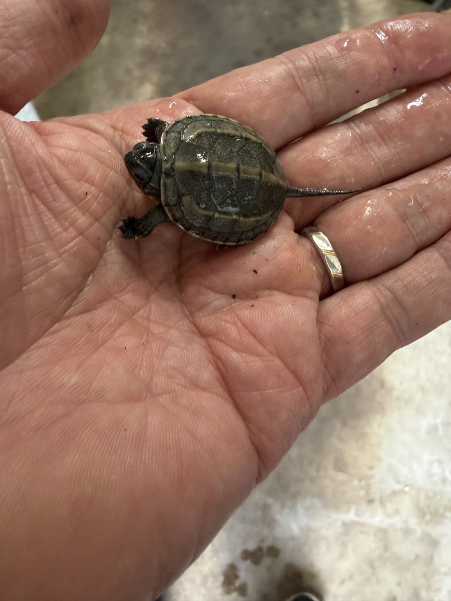 longtail_2022's tweet photo. 皆様、こんにちは😃
生体紹介は、クサガメCBベビーです🐢
人工飼料を食べてます🐢
かわいいベビーは、いかがですか、成長が楽しみです。
20時まで営業しますので、皆様のお越しをお待ちしております🐢🐍🐸🦎 https://t.co/oI7qYFXN0T