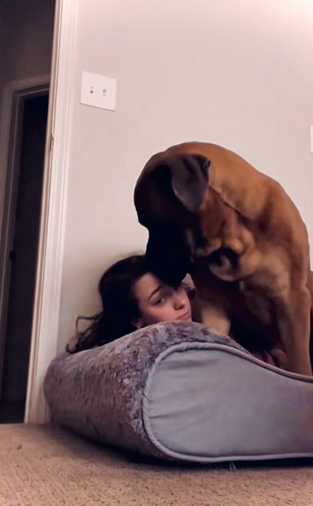 BabaKefas's tweet photo. It's important to make time for cuddles 🥰 
Click on my link https://t.co/FeapFm3y97
#doggos #doglove #boerboel #mastiff
#dog #dogs #knotty. #doglover #dogwhore
#ZOO#animallovers 
#hypnotist#bonding #dogsoftwitter #dogwhore#cuddle #pets #morning https://t.co/CVxNHjmvLh