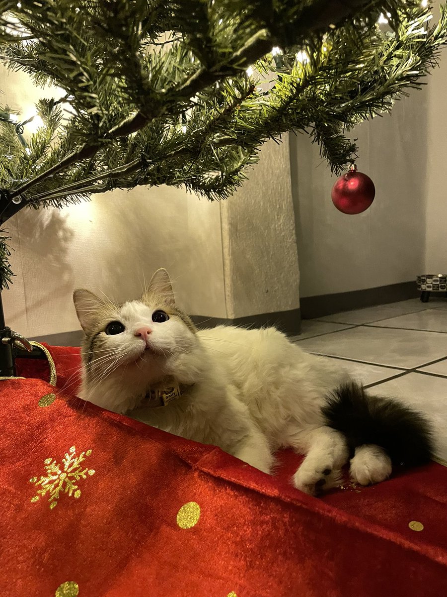 AndreaCoronaJ's tweet photo. Esta gatita con homofobia hoy cumple un año en nuestras vidas 🖤 https://t.co/VSrXhhboPf