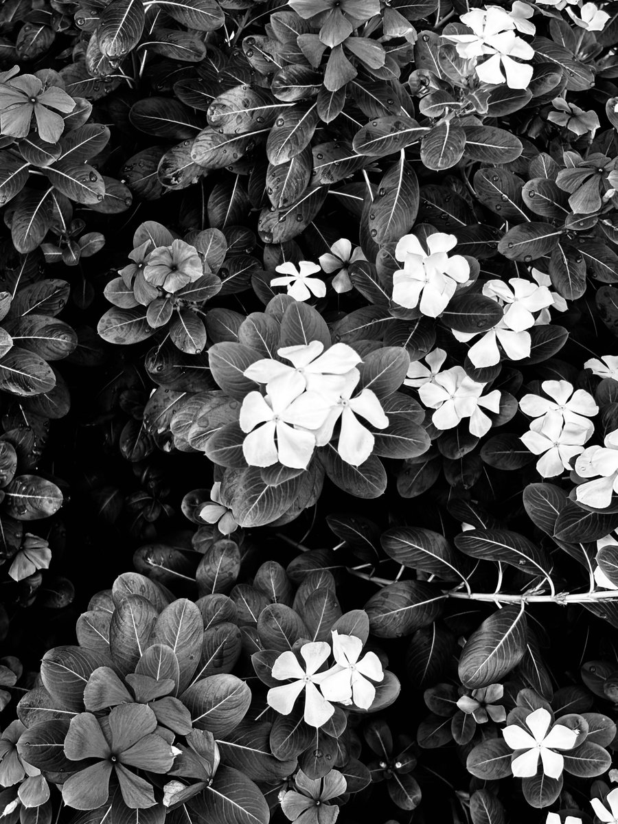 adskals's tweet photo. Share foto black and white yuk!?
QT postingan ini sama foto black and white yang ada di galeri kamu 🫵 https://t.co/du6s4YfPiR