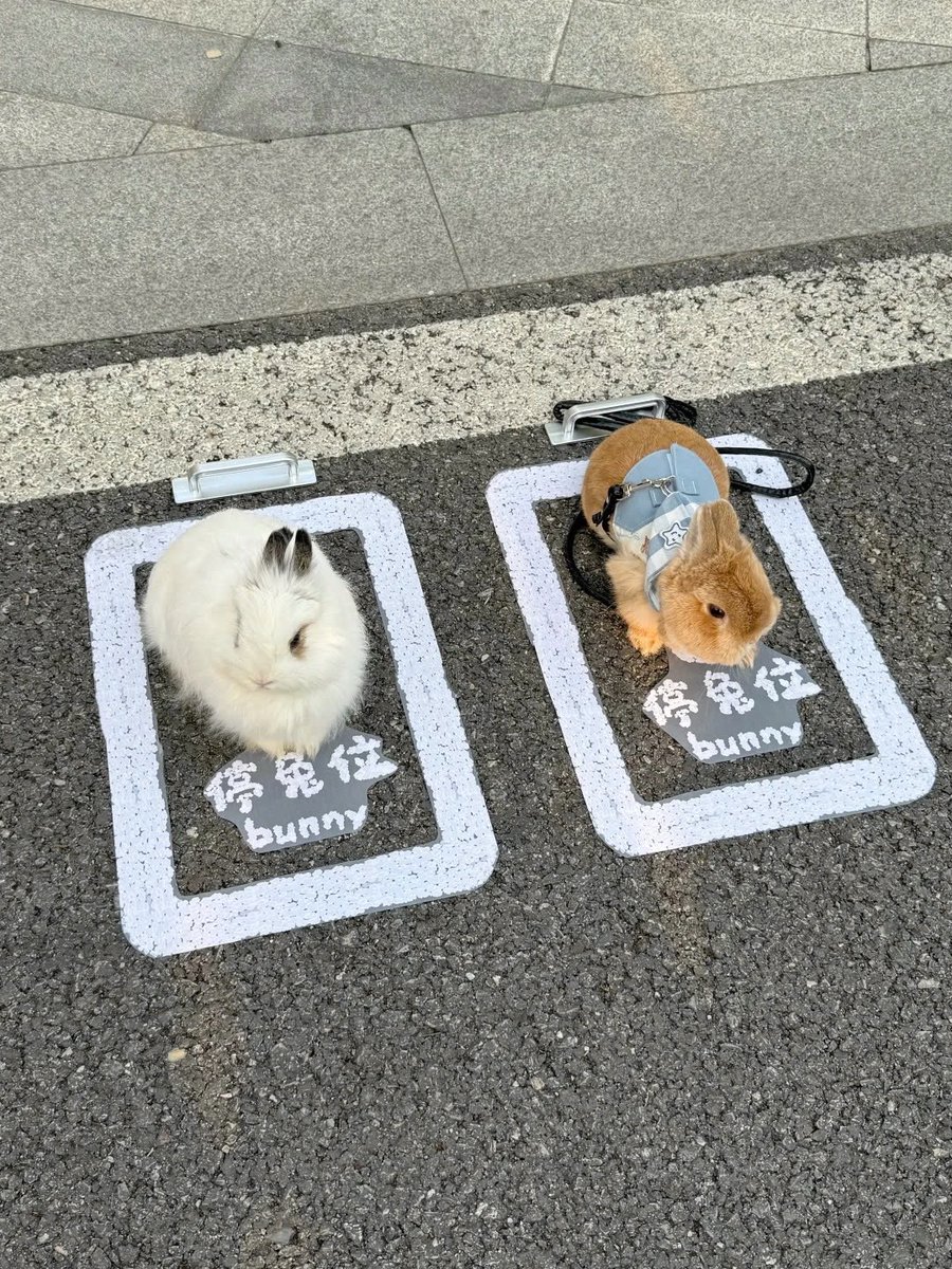 Why you should have a rabbit tweet media