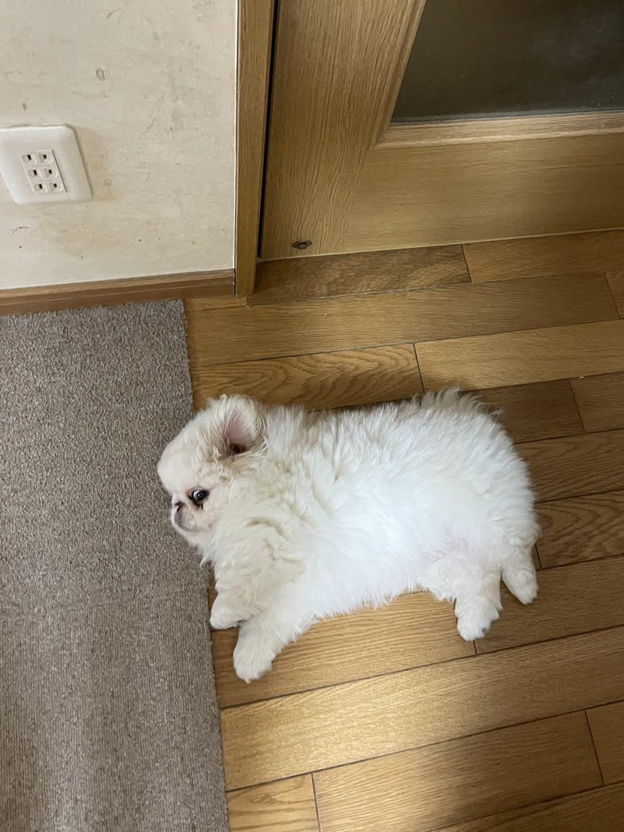 genki_doggo's tweet photo. 子犬から成犬 https://t.co/WXTI0UqfzA