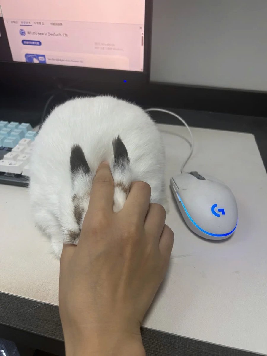 ShouldHaveRabit's tweet photo. https://t.co/NHvmpa58GK