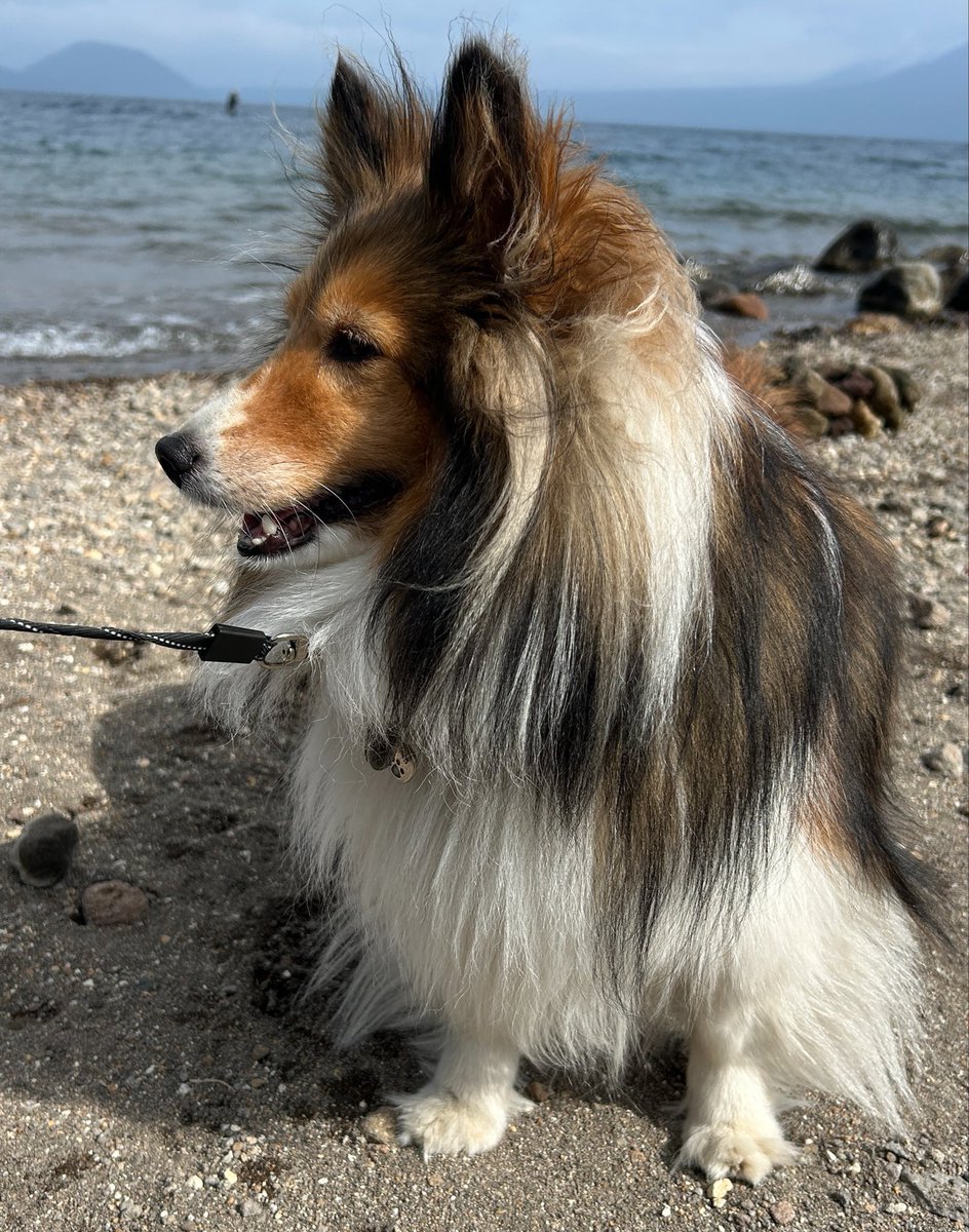 Atlas_FW's tweet photo. 🧑‍💼「ノルウェーの名を聞くなんて、ヴェーゼル演習以来86年ぶりだな」
🐕「何を言うのです！我らシェルティ族は元々ノルウェー領の犬ですよ」
🧑‍💼「でも君、大阪の犬じゃん」
🐕「まあそうやけど」 https://t.co/ZTI3ASHLfm