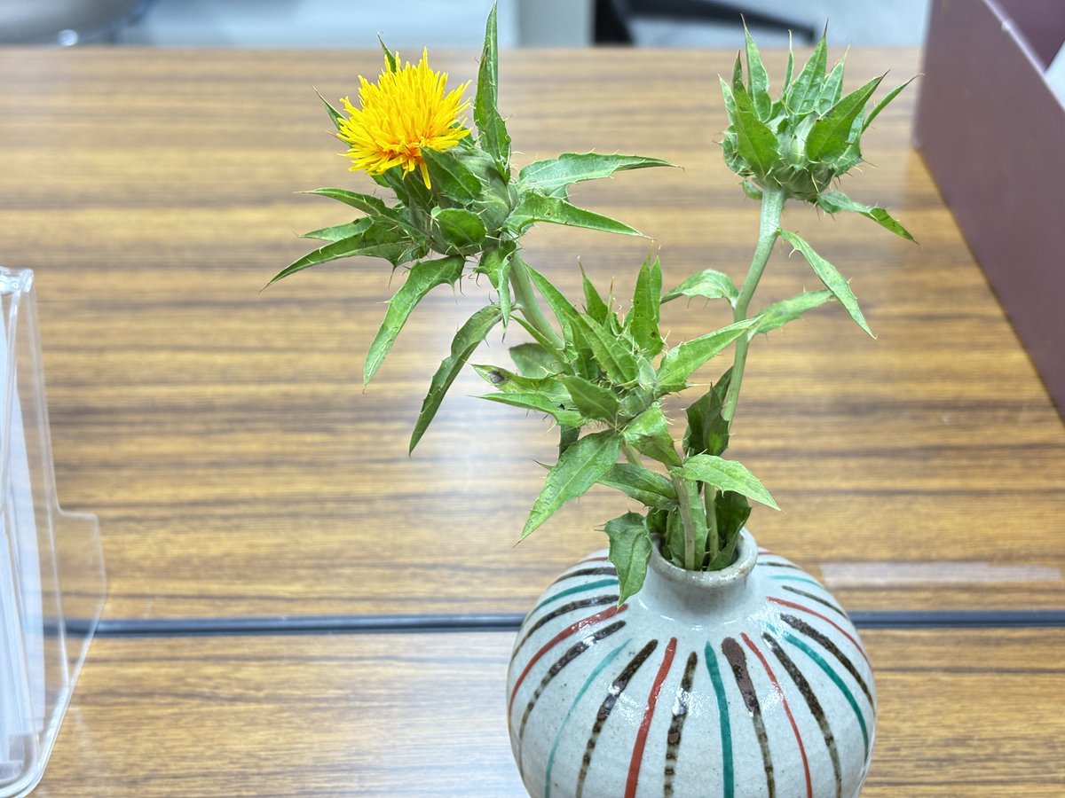 okitama_hall's tweet photo. #最上紅花 #safflower #benibana #山形県の花 https://t.co/9PGXzpqo3j