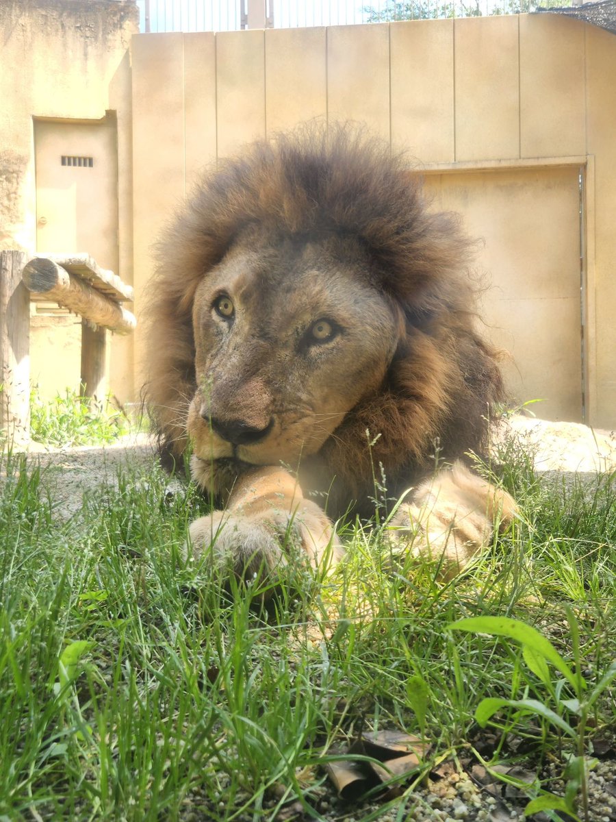 東武動物公園【公式】 (@tobuzoo_info) / Posts / X