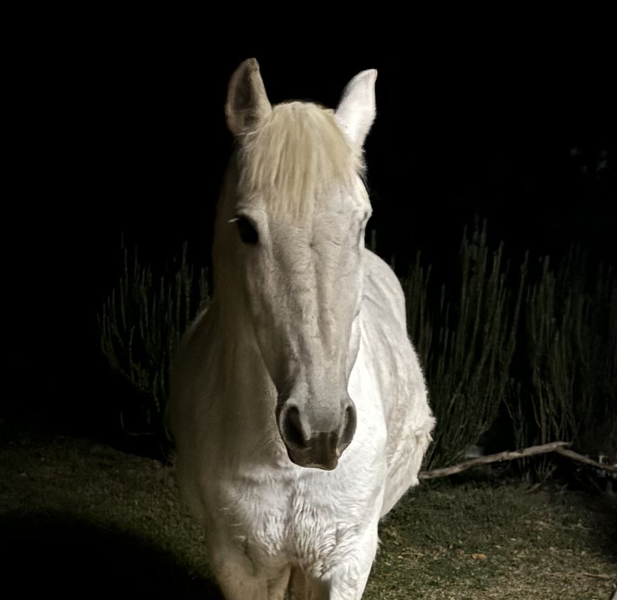 FeathersMcGee's tweet photo. Cloud the brumby 😎 has only one eye - owners leave her at our place as no longer have acreage but come around a couple of times a week for hooves, brush, ride etc, Was found in the NT - not sure of the details 🤨 #horf #brumby #horses https://t.co/RRAZOPh8lw