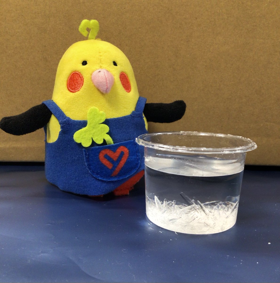 やえちゃんチャレンジから二週間経ちました！ ツンツン結晶がかなり