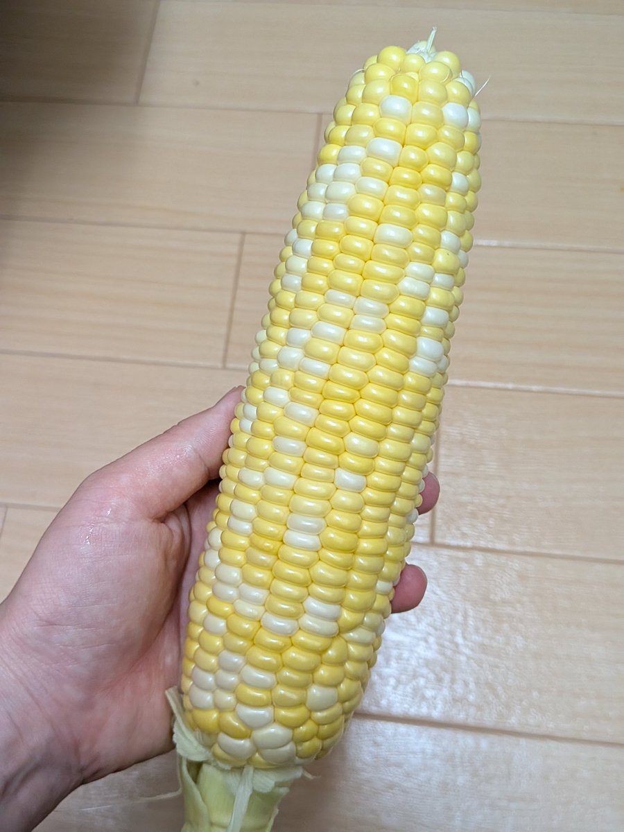 nocoponz's tweet photo. 田舎ゆえに3本500円で買った立派なとうもろこし、皮向いたら宝石みたいにピカピカつやつやの粒がみっっっちり詰まってて感動した🌽 https://t.co/1FTOsAYi4r