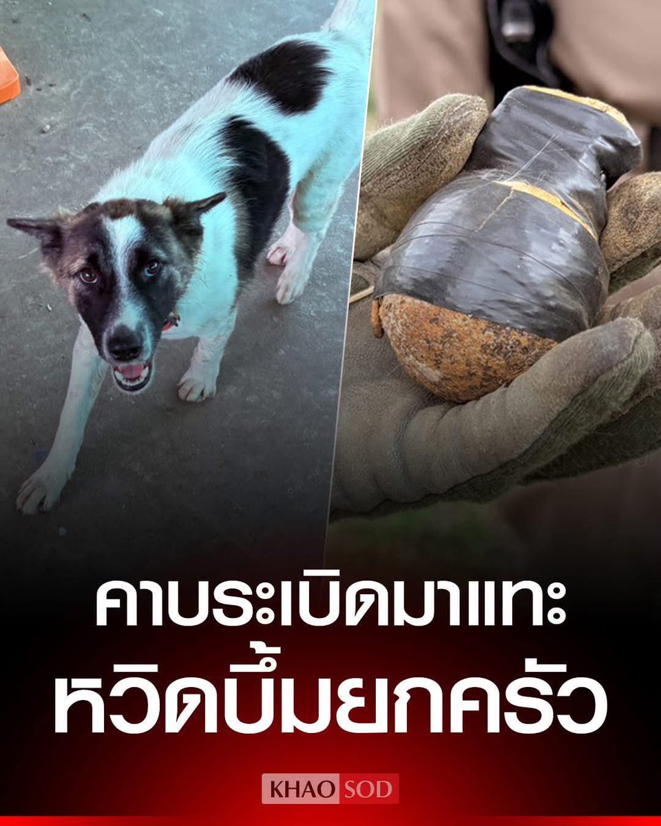 Thaireactionvid's tweet photo. นักรบนิรนามแห่งสยามเมืองยิ้ม https://t.co/wpoeFDZdVE