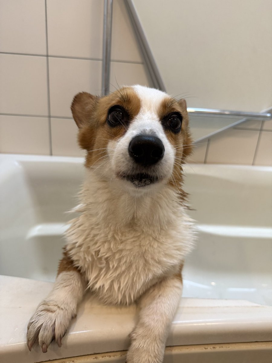 Clair_2018's tweet photo. Shampoo Day🧴
ふかふかピカピカだぜぃ✨
天気が良いからクレアも洗濯物もよく乾く‼️
#コーギー
#コーギーのいる暮らし
#corgi
#corgilife https://t.co/kkhbK6OhPi