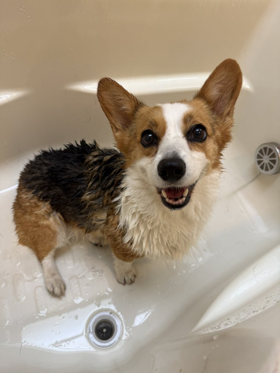 Clair_2018's tweet photo. Shampoo Day🧴
ふかふかピカピカだぜぃ✨
天気が良いからクレアも洗濯物もよく乾く‼️
#コーギー
#コーギーのいる暮らし
#corgi
#corgilife https://t.co/kkhbK6OhPi