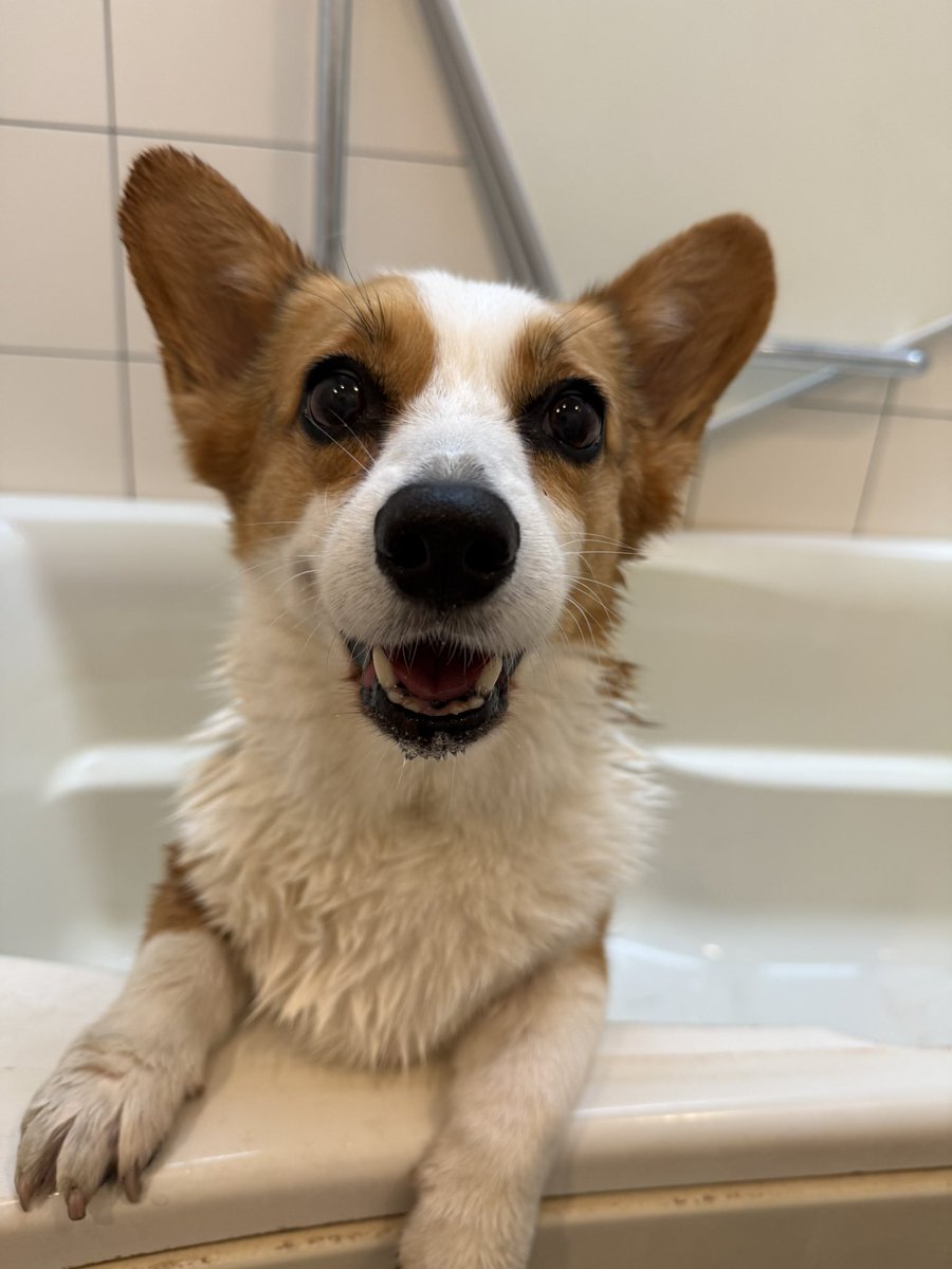 Clair_2018's tweet photo. Shampoo Day🧴
ふかふかピカピカだぜぃ✨
天気が良いからクレアも洗濯物もよく乾く‼️
#コーギー
#コーギーのいる暮らし
#corgi
#corgilife https://t.co/kkhbK6OhPi
