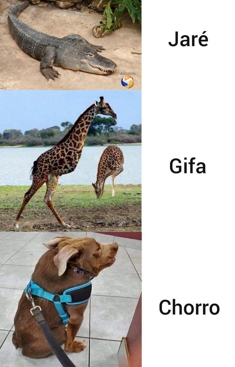 memesdogaga's tweet photo. https://t.co/jHGKVeIhaz