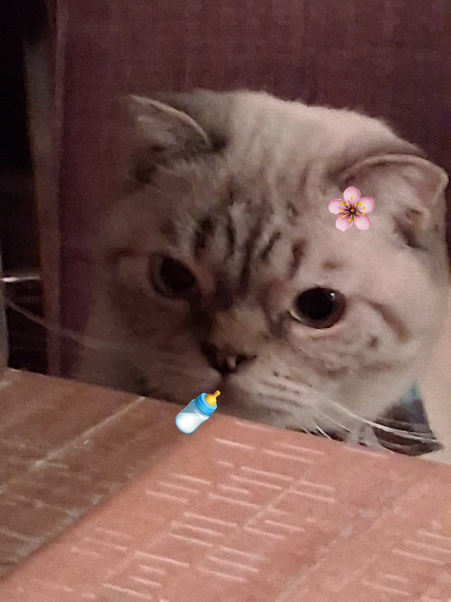 ngelhours's tweet photo. happy national kitty day <3 🐈 https://t.co/prG4tlpMRX
