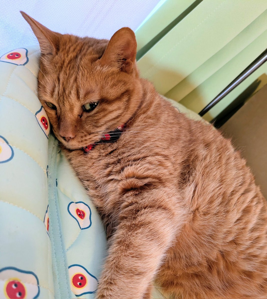 antoiney14's tweet photo. 急に2階のアボカドベッドへ入り浸るカリン😳🐾暑い部屋なのに窓際だから？うちの猫らは全員エアコン稼働の部屋を避けてます🌡️🌀🪅🍃
#猫のいる暮らし #茶トラ猫 #土アップ祭 https://t.co/sPaKxDFilv