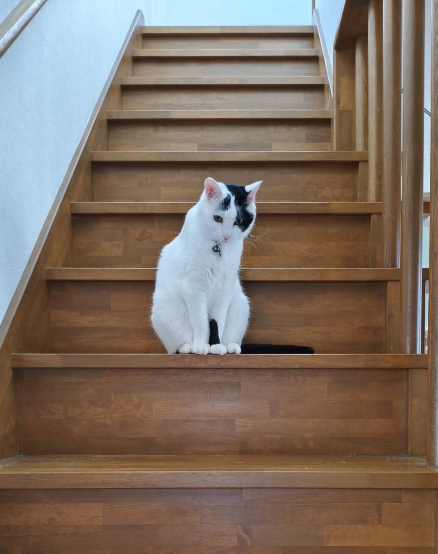 eblaxxx's tweet photo. かいだんねこがおんねん
#ねこのいる暮らし𓏲𓎨 https://t.co/057poAGfqI