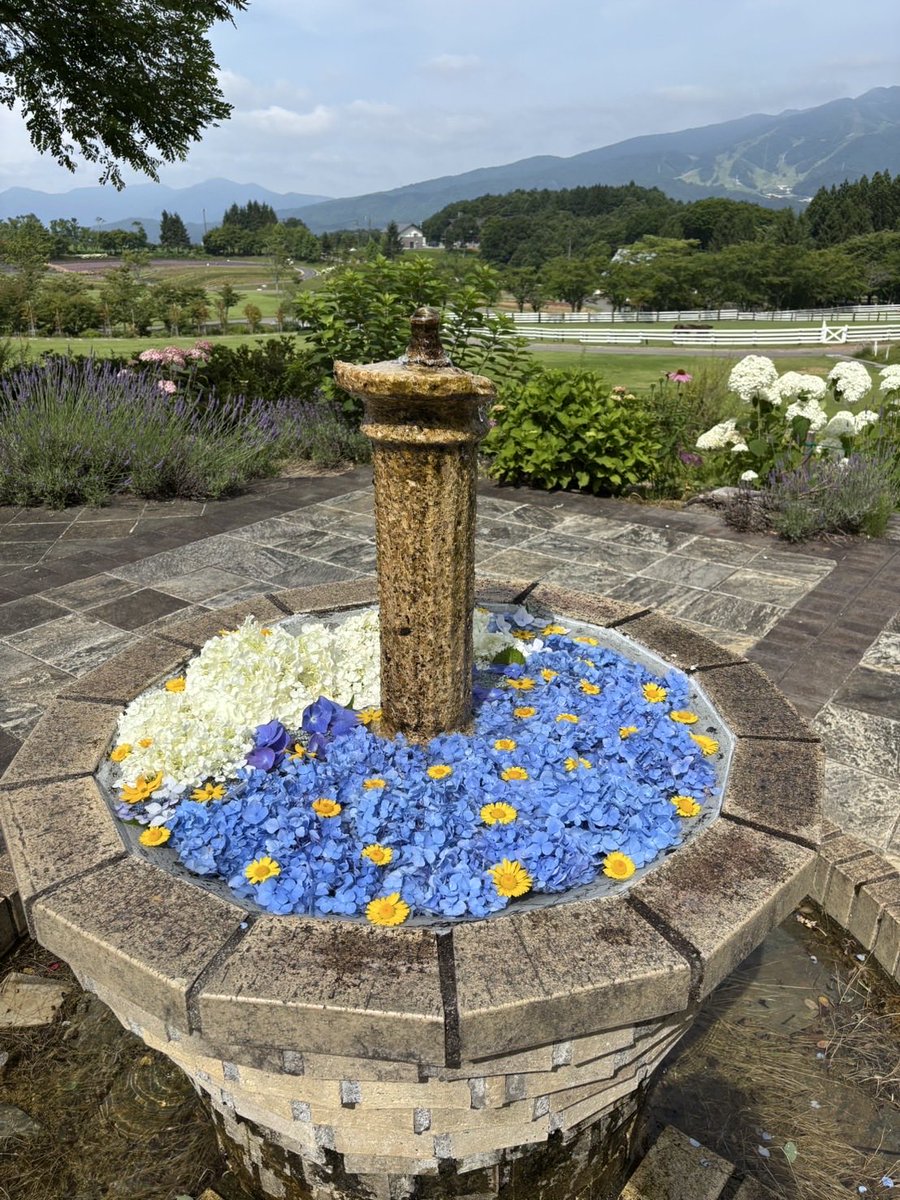 bokka_no_sato's tweet photo. 【今日の花噴水】
紫陽花とダイヤーズカモミールだけのシンプルでかわいい花噴水出来ました⛲️

＊牧歌の里 https://t.co/JeSZytJhAh