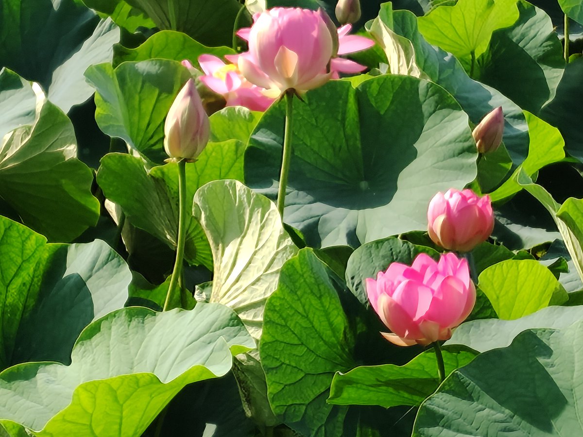 kedammois's tweet photo. 東の池　ここの蓮は近くまで寄れるからいいね https://t.co/ku0v7BfsUS