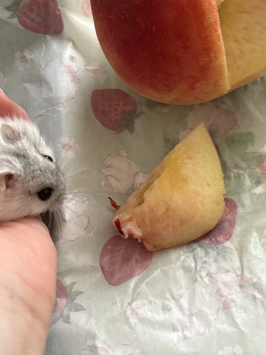 2828hamster's tweet photo. 🐹いいにおいがする
🐹！うま！
🐹うま！うま！うま！ぜんぶゴマの！

※全部は食べ過ぎなので適量でやめてもらいました
※残りは人間がおいしくいただきました https://t.co/7BRokedkoD