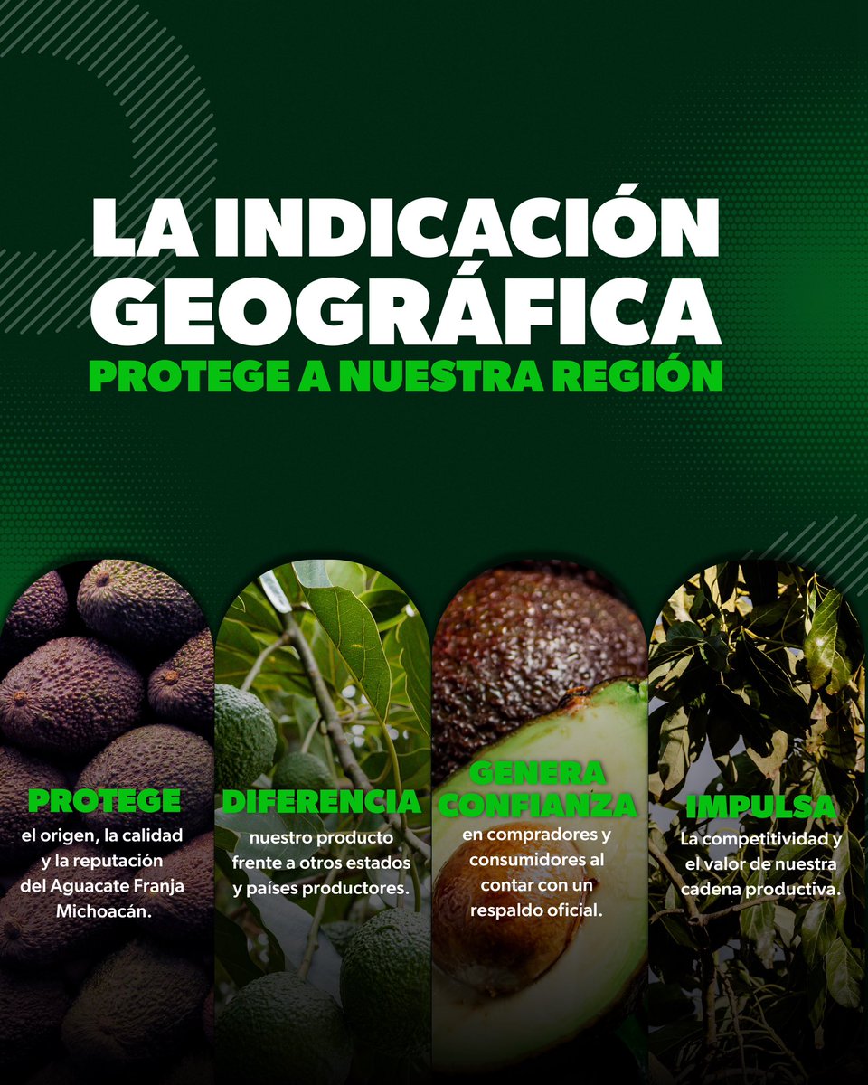 SEDECO_Mich's tweet photo. 🥑 La Indicación Geográfica del Aguacate Franja Michoacán protege mucho más que un nombre.

Detrás de este reconocimiento hay 31 municipios que comparten un territorio, una tradición productiva y una calidad que hoy cuenta con respaldo oficial.

#MichoacánEsMejor https://t.co/Za8nXoUTCE