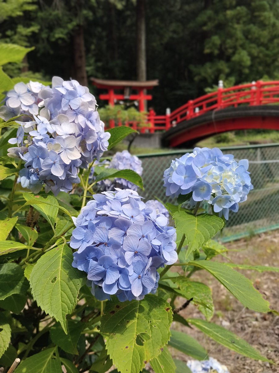 660Tb's tweet photo. 本日二社目、朱い鳥居⛩️と神橋が迎えてくれました😊湧き水が絶え間なく流れてた。 https://t.co/BwcdIIYO2e