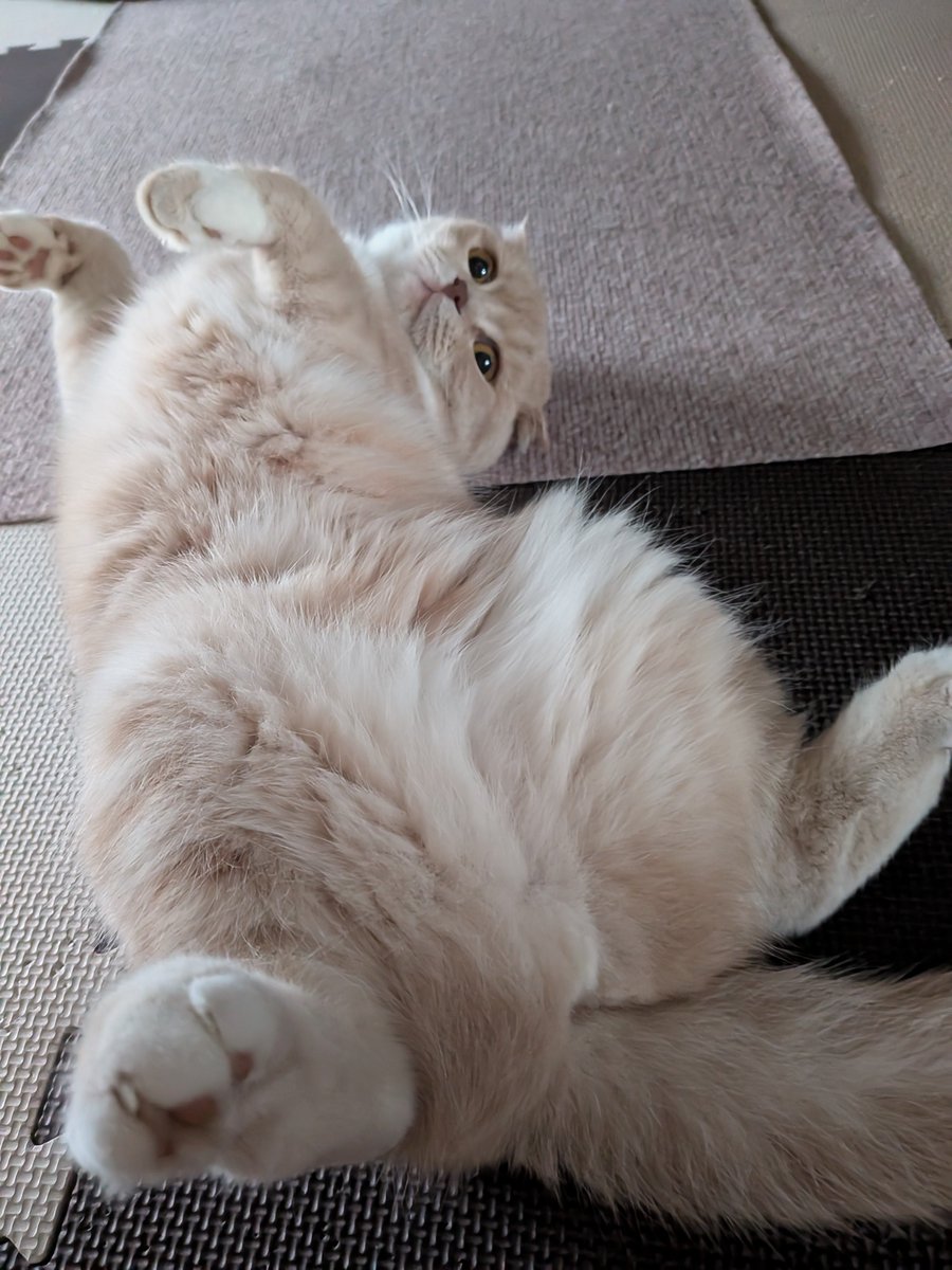 猫のいる生活