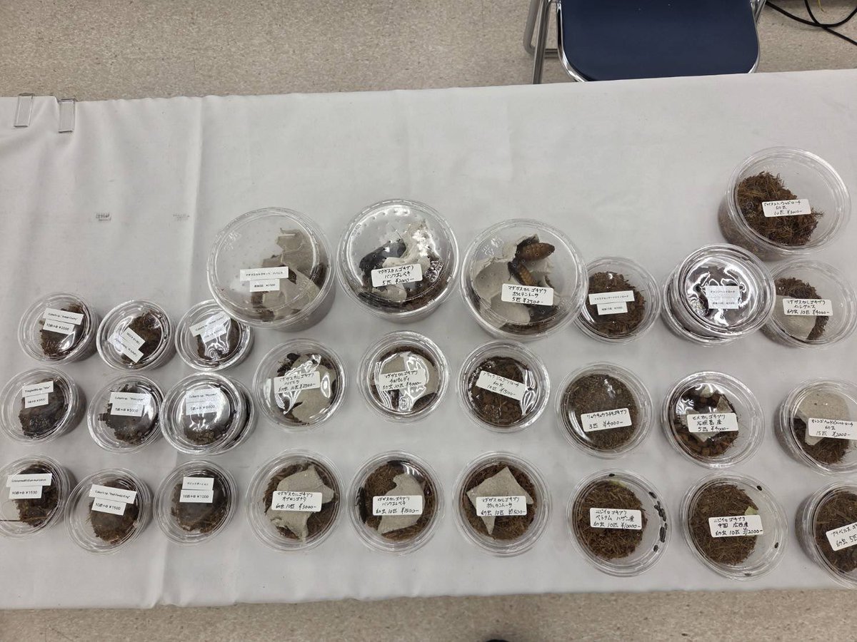 aurafarm1273's tweet photo. 東京レプタイルワールド
邑楽ファームはCホールです⛳️
紅白の登りが目印✅
邑楽ブリード生体もあります👀 https://t.co/wlgKmvdGVT
