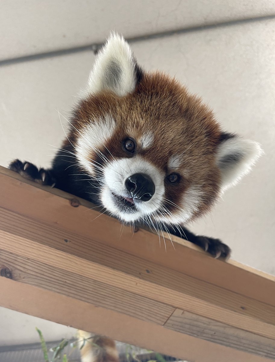 nishiyama_zoo's tweet photo. 今朝のたいようくん。

キリッとした渋めの顔立ちと、人懐っこくて可愛らしい性格。
そんなギャップもたいようくんの大きな魅力です！

#鯖江市西山動物園
#レッサーパンダ
#たいよう https://t.co/lAwR2BMjXb