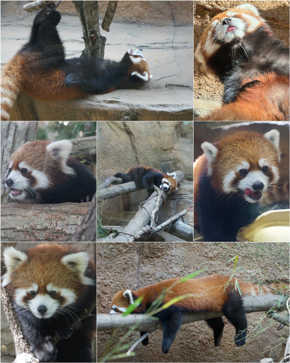mochimona_1212's tweet photo. 🎉Happy Birthday🎂 モナカちゃん🦝🤍

モナカちゃんのおかげで、レッサーパンダにどハマりしました🫶
生まれてきてくれてありがとう🥰

見ていて飽きない表情やしぐさに、いつも癒やされてる✨
これからもずっと推していくよ！

#レッサーパンダ 
#モナカ
#那須どうぶつ王国 https://t.co/F05qLERlu8