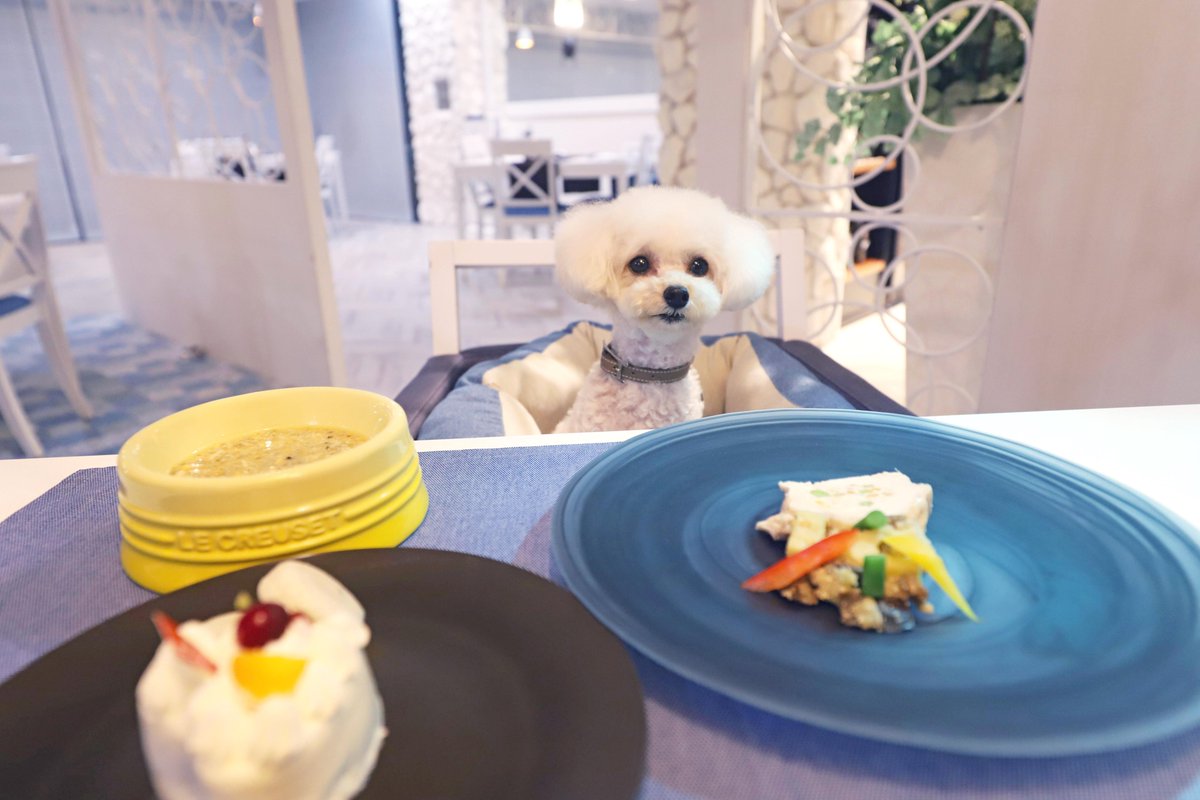 STAYWITHDOG's tweet photo. ★ペットと泊まれる宿・新着の感想☆わんわんパラダイス プレミア 伊豆高原 (旧:Wan’s Resort 城ヶ崎海岸)(628～630件)☆ https://t.co/aV2CArIDMy https://t.co/J5deZCAjLS