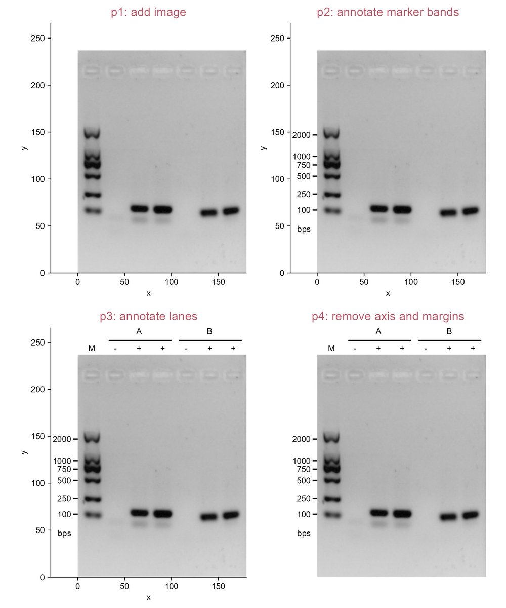 KangWu82336800's tweet photo. Annotate gel image using #tidyplots
See the code at:
https://t.co/UbxJHwkleG
#stats #dataviz #phd https://t.co/RyZ5eggHbs