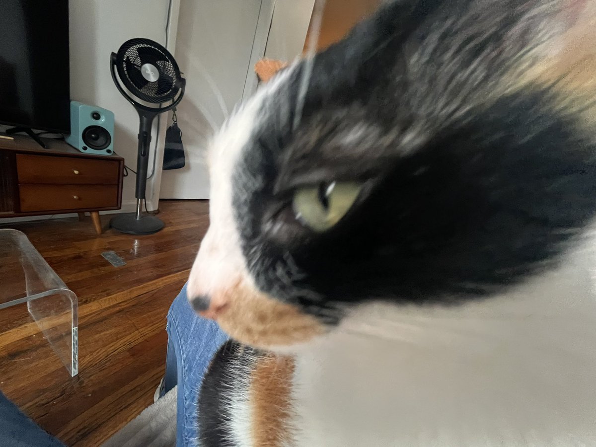 catcope_'s tweet photo. truly recieving some of the best photos of my kitties ever from oomf i love life https://t.co/ZB8qgNvpIj