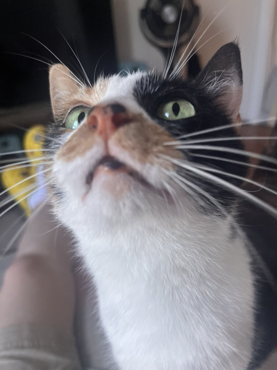 catcope_'s tweet photo. truly recieving some of the best photos of my kitties ever from oomf i love life https://t.co/ZB8qgNvpIj