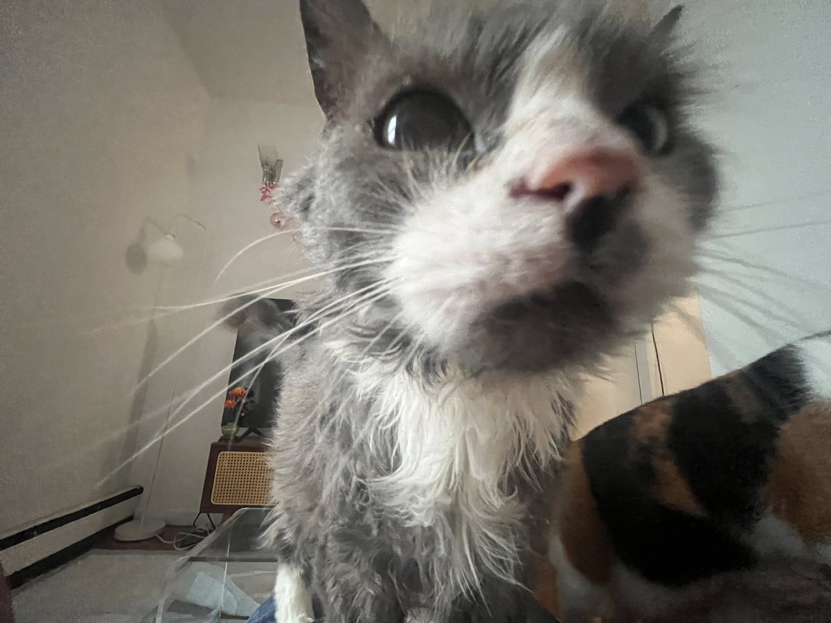 catcope_'s tweet photo. truly recieving some of the best photos of my kitties ever from oomf i love life https://t.co/ZB8qgNvpIj