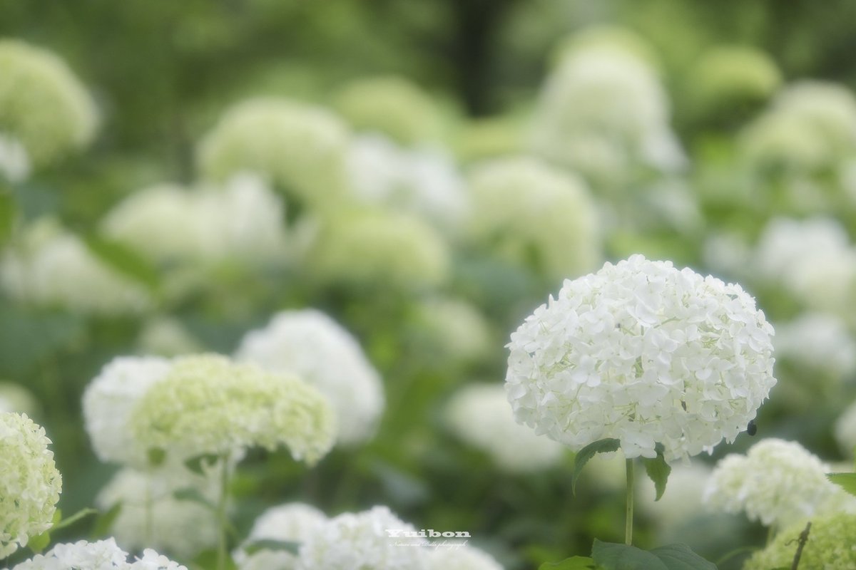T_Yuibon's tweet photo. アナベルの森🌼
#ファインダー越しの私の世界 
#TLを花でいっぱいしよう #アナベル https://t.co/P62mNeekwd