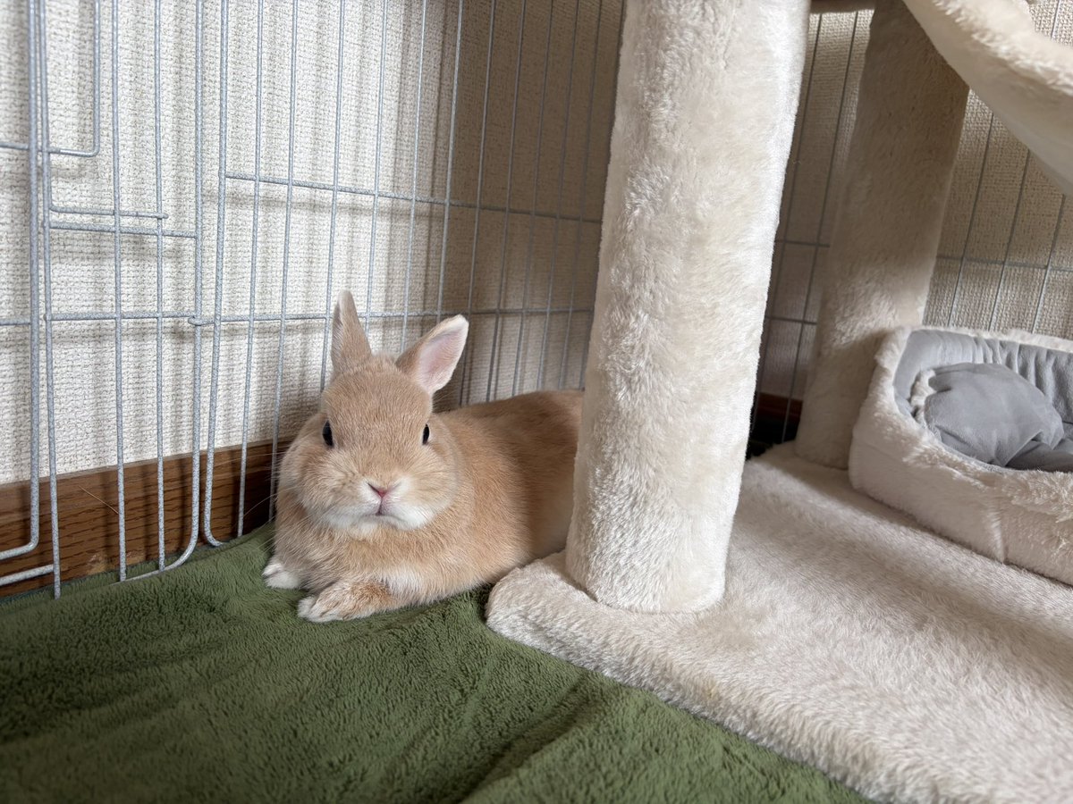 rabbit_ki_ki's tweet photo. ききはすみっこでまったりしてるよ🐰 https://t.co/UoDWjxBkCm