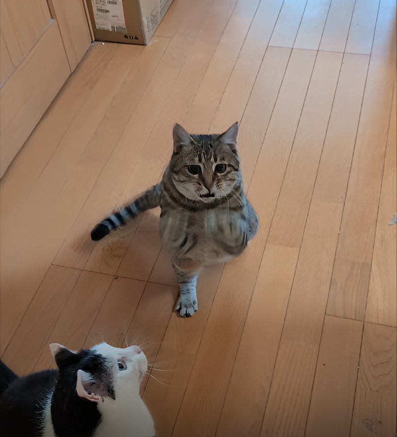 hotateyasan's tweet photo. ワンツーワンツー頑張っております🐱 https://t.co/ggrVZwdAvt