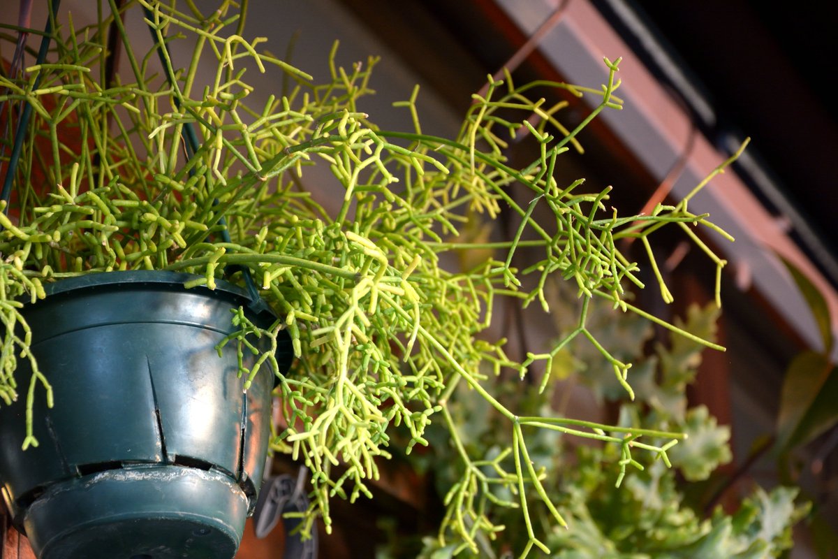 greenmind87's tweet photo. 祖師谷店の店頭を飾る観葉植物たち
どれも絵になりますね https://t.co/5SuysRm79X