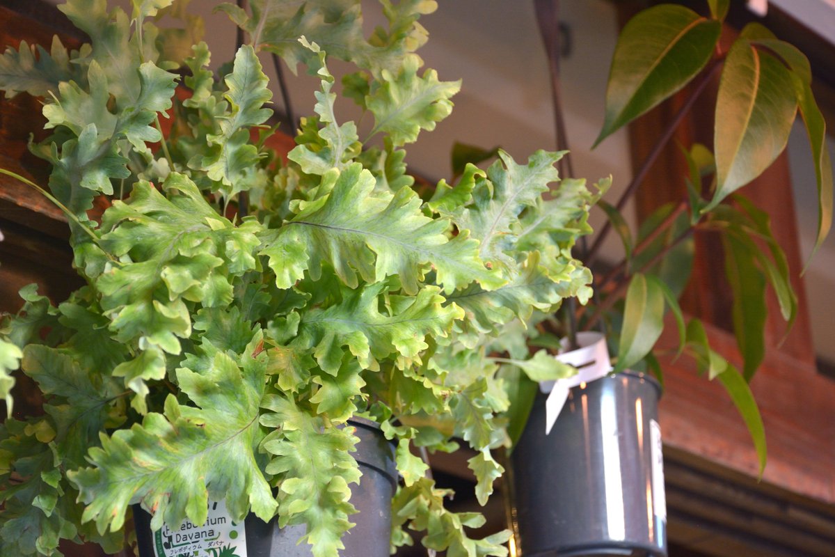 greenmind87's tweet photo. 祖師谷店の店頭を飾る観葉植物たち
どれも絵になりますね https://t.co/5SuysRm79X